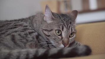 UGC of lazy cat napping on sofa video