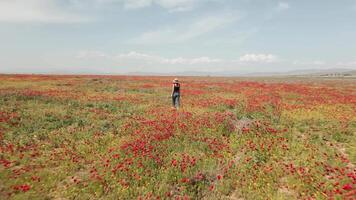 A girl walks alone in a blooming poppy field, immersed in nature and stillness. Surrounded by vibrant red flowers, the scene conveys themes of emotional healing, mindfulness, and personal well-being video