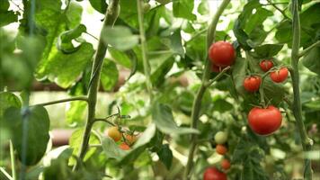 Moving around fresh ripe tomatoes on the vine with a low sun shinning behind causing flare. Red tomatoes grow in the greenhouse photo