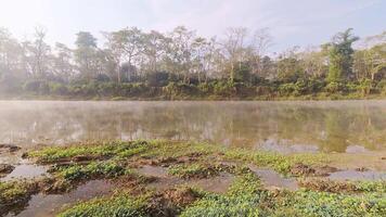 Time lapse mist over river motion in Chitwan national park. Jungles buffer zone on misty morning. Peacock exotic birds in trees video