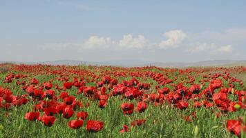 poppy field new poppies gently swaying in the breeze . Concept mindfulness, inner peace, and emotional healing. This serene landscape evokes tranquility, spiritual renewal concepts video