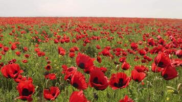 Static calming view endless poppy field in full bloom, forming a vibrant scarlet sea under the spring sun. The scene evokes emotion, freedom, calmness, relaxation and natures untouched beauty video