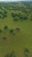 Landscape of Alentejo, Portugal. Green Field and Oak Trees. Aerial View. Moving Backwards. Vertical video
