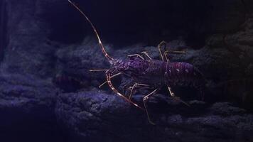 A lobster navigates through its natural rocky habitat in dim lighting, showcasing its vibrant colors and unique features. The calm underwater setting enhances its movements. video