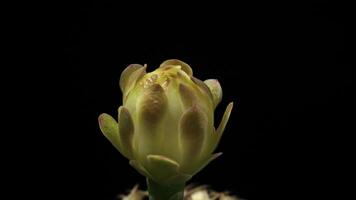 A close up of a cactus flower bud time lapse. video