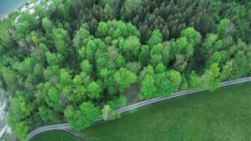 Aerial view of a forest with a road and trees video