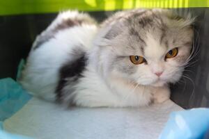 A Scottish Fold cat in a cat carrier is showing aggression. Animal photo