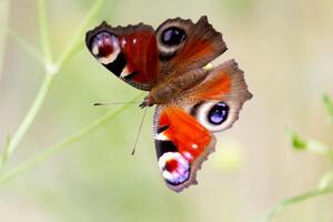 Peacock butterfly Aglais io, the European peacock sitting on a plnat on a meadow photo