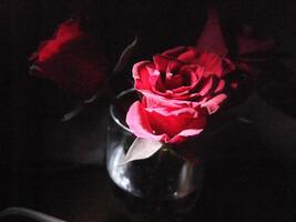 Roses in a glass vase illuminated by soft light create a romantic photo