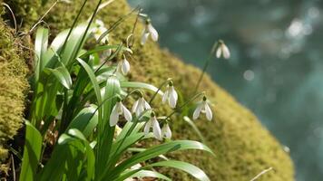 Snowdrops Mossy Rock Spring Bloom. Early spring wildflowers growing on moss-covered rocks near water. video