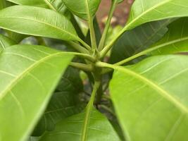 Micro Mango leaves with color green isolated photo stock