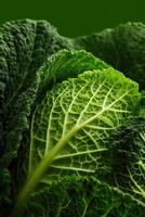 An ultra-detailed close-up of fresh savoy cabbage leaves with visible texture, veins, and natural curvature. photo