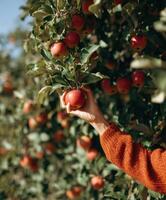 A detailed and vibrant photo of a hand in a rust-colored sweater reaching to pick a ripe red apple from a densely laden orchard tree.