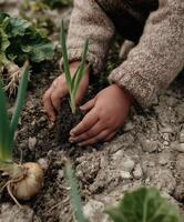 A close-up photo of a young childs hands gently planting a green onion sprout in dry garden soil.