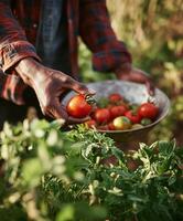 A close-up photo of a person in a flannel shirt gently picking a ripe red tomato from a lush garden, holding a rustic metal bowl filled with harvested tomatoes.