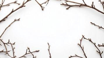Dried twigs branch tree rounded frame copy space black center white background photo