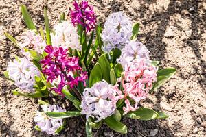 multicolored geocinth flowers. The first spring flowering of geocinth in the park. delicate aroma of primrose. top view. Realistic photo. photo
