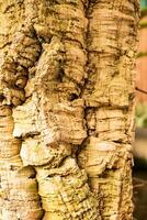 Old tropical tree texture or jungle tree bark close-up. Natural texture of the tree trunk. Realistic photo. Macro photography. Near view. photo