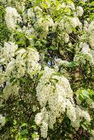 Branches of the white bird cherry. Spring natural background of blooming ornamental tree with white flowers. vertical front view. photo