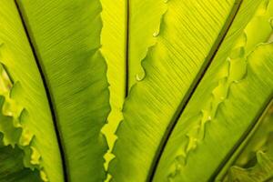 Gorgeous leaves of a tropical tree in a close plan against the sun's rays. a large part of the leaves of the banana tree. Bright green background. photo