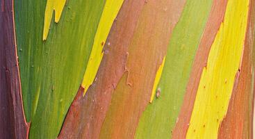 Vibrant Peeling Bark Texture Revealing Green Yellow and Reddish Layers High Resolution photo