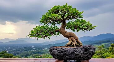 Bonsai tree in a pot on a table in front of mountains photo