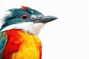 a colorful bird with bright red, blue and yellow feathers photo