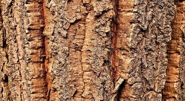 Textured Bark Close-Up with Porous Surface Irregularity Earthy Colors and Soft Light photo