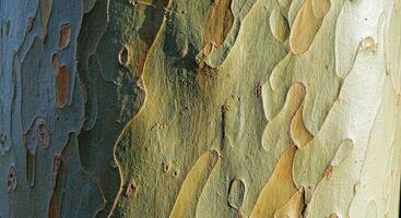 Minimalist Bark Texture with Flowing Vertical Ridges and Smooth Reflective Surface photo