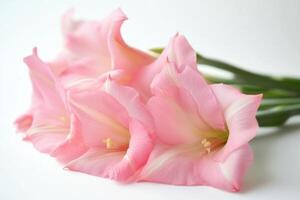 pink flowers on a white background photo