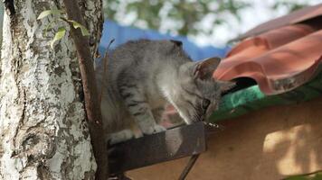 Cat Tree Roof Home Climbing - A grey tabby cat climbs a tree near a rooftop, likely seeking a vantage point to survey its surroundings. video
