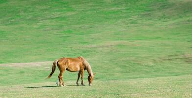 A single horse grazes in a natural pasture. photo
