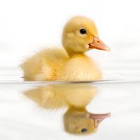 Duckling Floating on Water Isolated photo