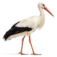 White Stork Standing Isolated on White Background photo
