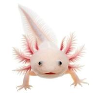 Axolotl Ambystoma Mexicanum Isolated on White Background photo