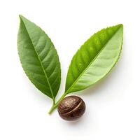 Tea Seed and Young Leaf Isolated on White, Top View photo