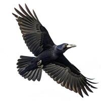 Rook Corvus Frugilegus Flying Isolated on White - Low Angle photo