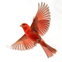 Red Canary Serinus Canarius Isolated on White photo
