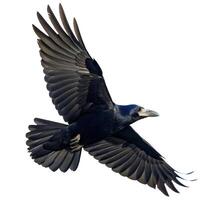 Rook Corvus Frugilegus Flying Isolated on White photo