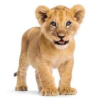 Lion Cub 3 Months Old Isolated on White Background photo