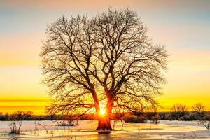 A tree in the middle of a frozen field photo
