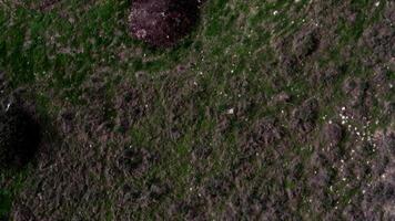 Aerial drone journey from wild grassy terrains to a coastal equestrian center with horse riders, serene beach, lush gardens, and a playground under a partly cloudy sky video