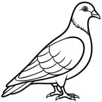 Pigeon illustration standing black and white outline image design vector