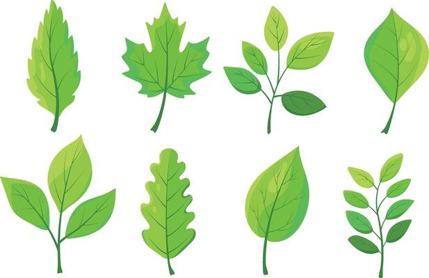 A set of green leaves uniquely shaped. Botanical collection of lush foliage for designs, prints, branding, logo, decoration