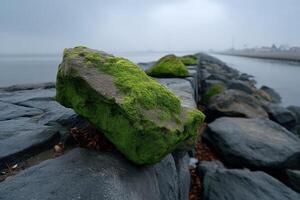 Rocky shore with moss on stones along a coastal pathway at dawn photo