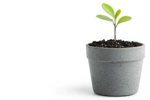 Small green plant growing in gray pot with soil on white background photo