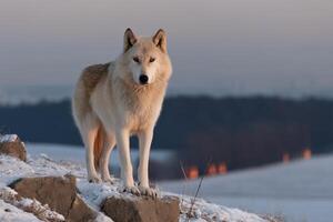 Majestic white wolf standing on a snowy hill at dawn in a serene winter landscape photo