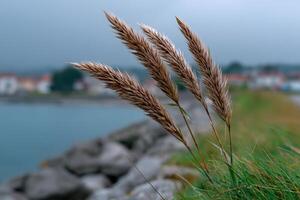 Coastal grass sways gently by the water with a hazy background of distant homes photo