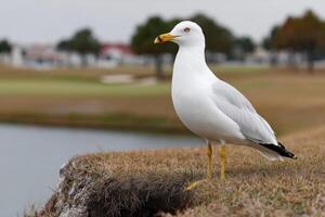 Seagull standing by the water's edge at a golf course in late afternoon photo