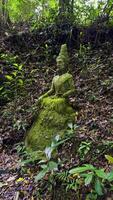Medium shot captures a weathered concrete statue of a deity or spiritual figure seated in a meditative pose. The sculpture is heavily covered in green moss and surrounded by thick tropical vegetation video